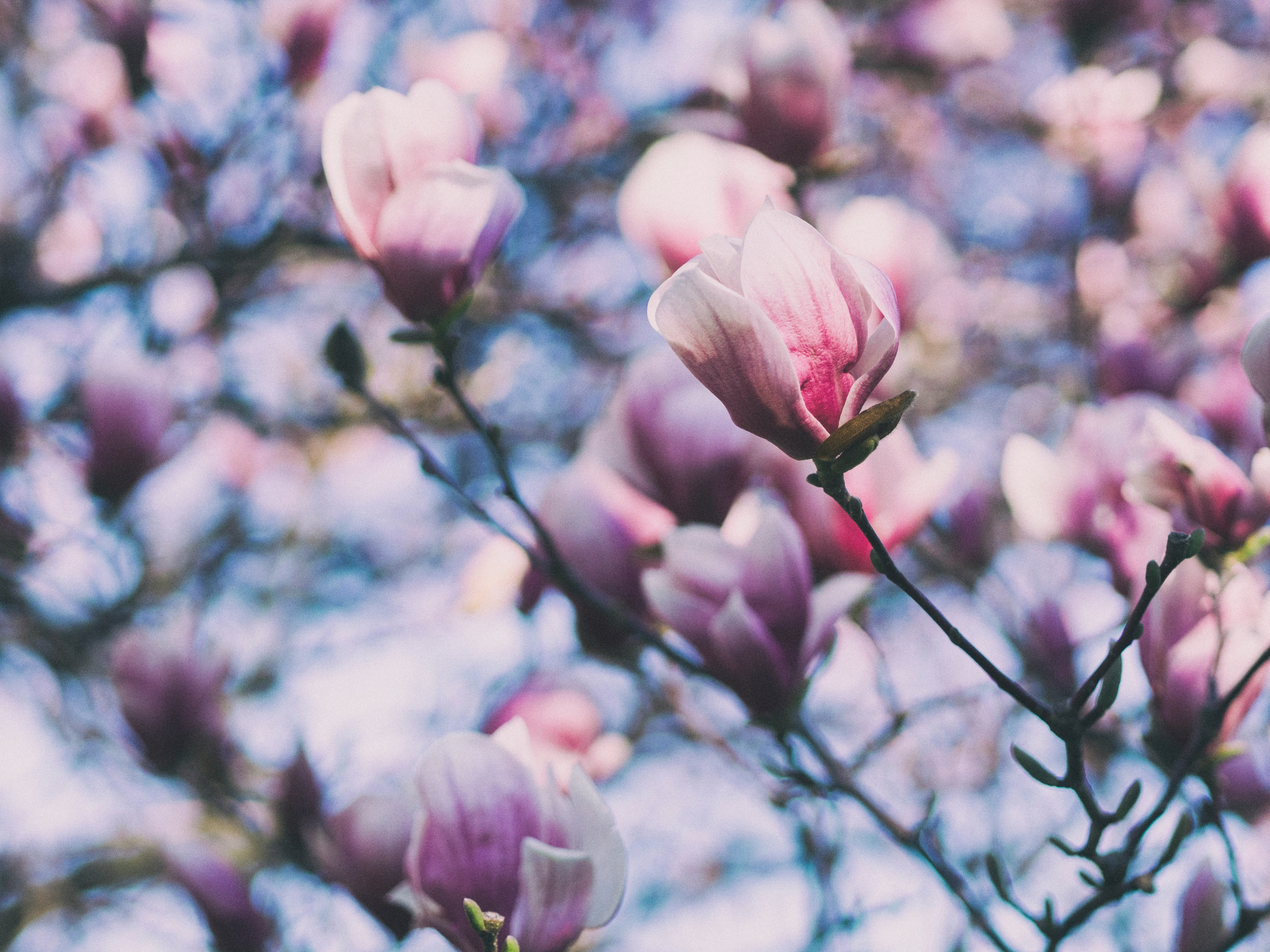 selective focus photography of pink petal flowers